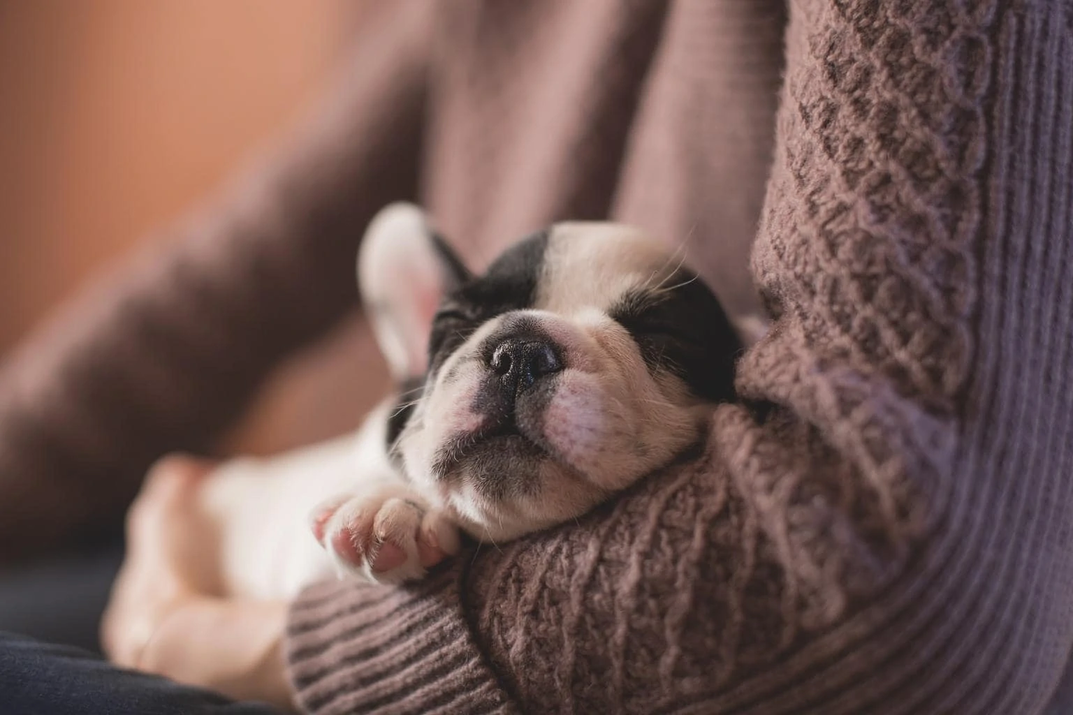 Perro